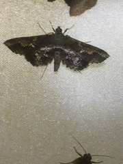 Merodictya marmorata