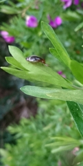 Depressa striatipennis