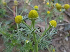 Matricaria discoidea