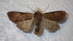 Apamea crenata