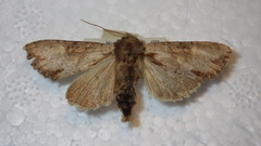 Apamea crenata