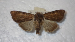 Apamea crenata