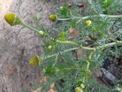 Matricaria discoidea