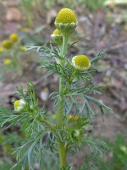 Matricaria discoidea