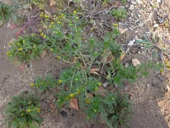 Matricaria discoidea