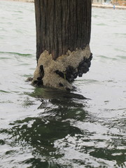 Galeolaria caespitosa