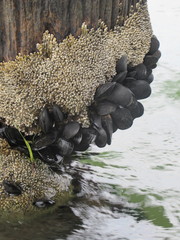 Galeolaria caespitosa