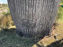 Brachychiton rupestris