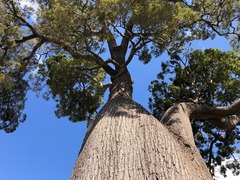 Brachychiton rupestris