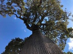 Brachychiton rupestris