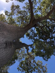 Brachychiton rupestris