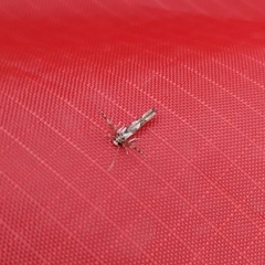 Stathmopoda stimulata