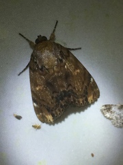 Arcte modesta