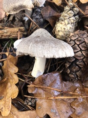 Tricholoma terreum
