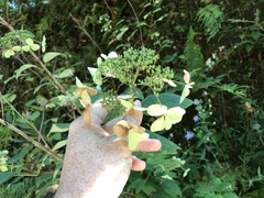 Hydrangea radiata