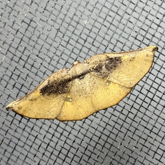 Xenomusa metallica