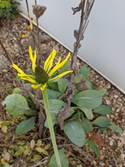 Rudbeckia maxima