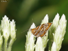 Choreutis orthogona