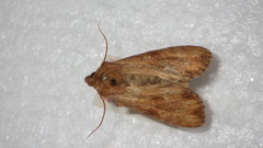 Apamea sublustris