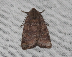 Lacinipolia meditata