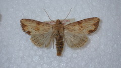 Apamea sublustris