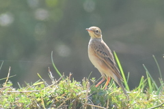 Anthus rufulus