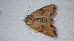 Apamea sublustris