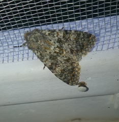 Polymixis flavicincta