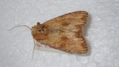 Apamea sublustris
