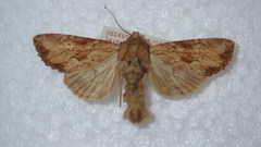 Apamea sublustris