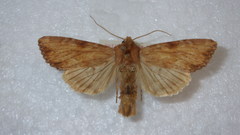 Apamea sublustris