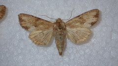Apamea sublustris
