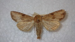 Apamea sublustris