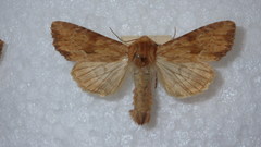 Apamea sublustris