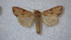Apamea sublustris