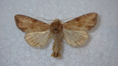 Apamea sublustris