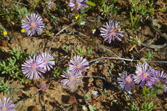 Lampranthus debilis
