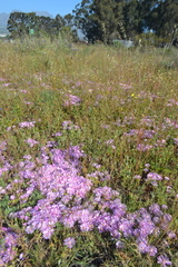 Lampranthus debilis