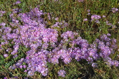 Lampranthus debilis