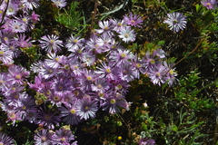 Lampranthus debilis