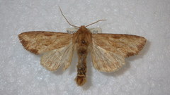 Apamea sublustris