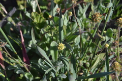 Phyllopodium capillare