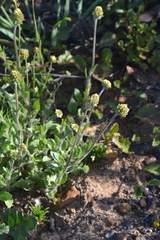 Phyllopodium capillare