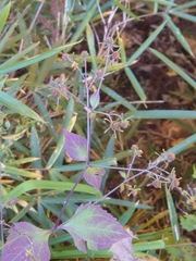 Sigesbeckia glabrescens
