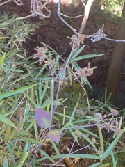 Sigesbeckia glabrescens