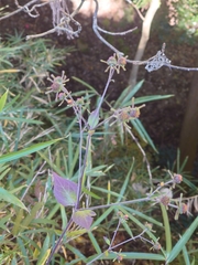 Sigesbeckia glabrescens