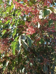 Euonymus hamiltonianus sieboldianus