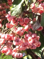 Euonymus hamiltonianus sieboldianus
