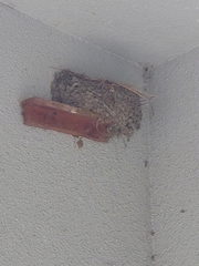 Hirundo rustica gutturalis