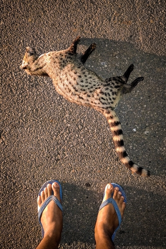 Small Indian Civet